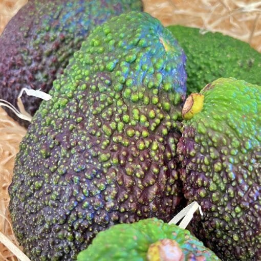 Aguacate Hass - 1 Kg / 2,5 Kg / 4 Kg