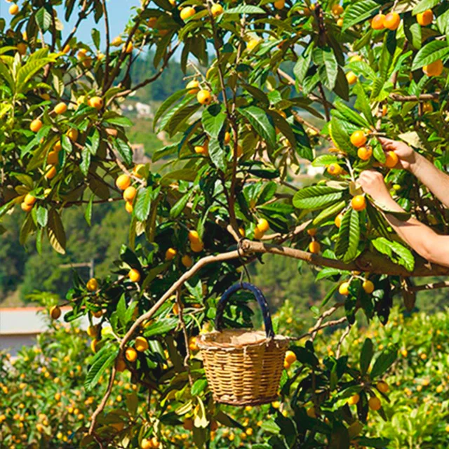 Caja Nísperos - 2,5 o 4Kg - Imagen 4
