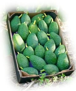 ccomprar-caja-aguacate-hass-nacional