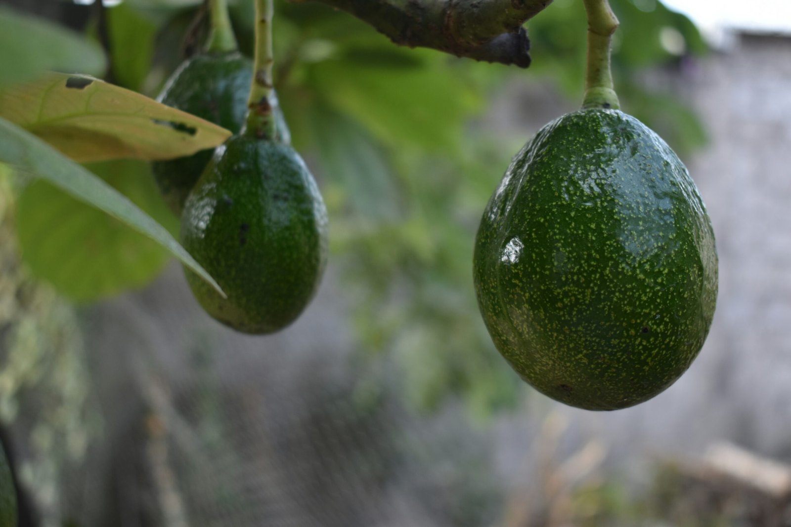 green oval fruit on tree branch during daytime
