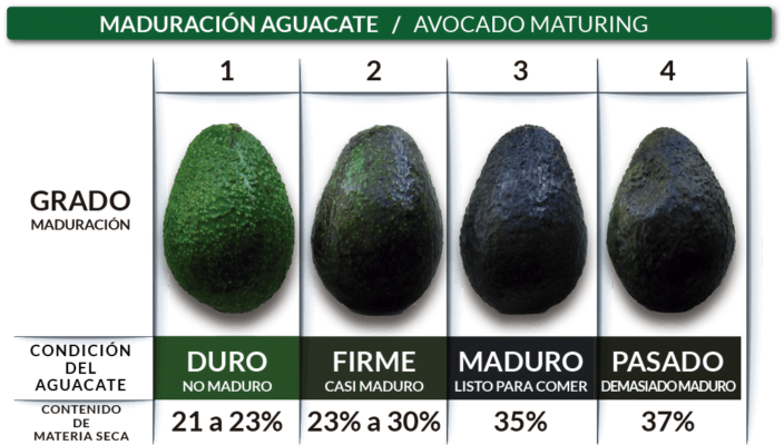 maduracion-aguacate