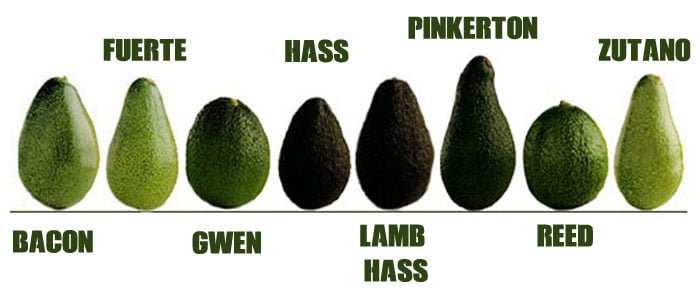 variedades-aguacate