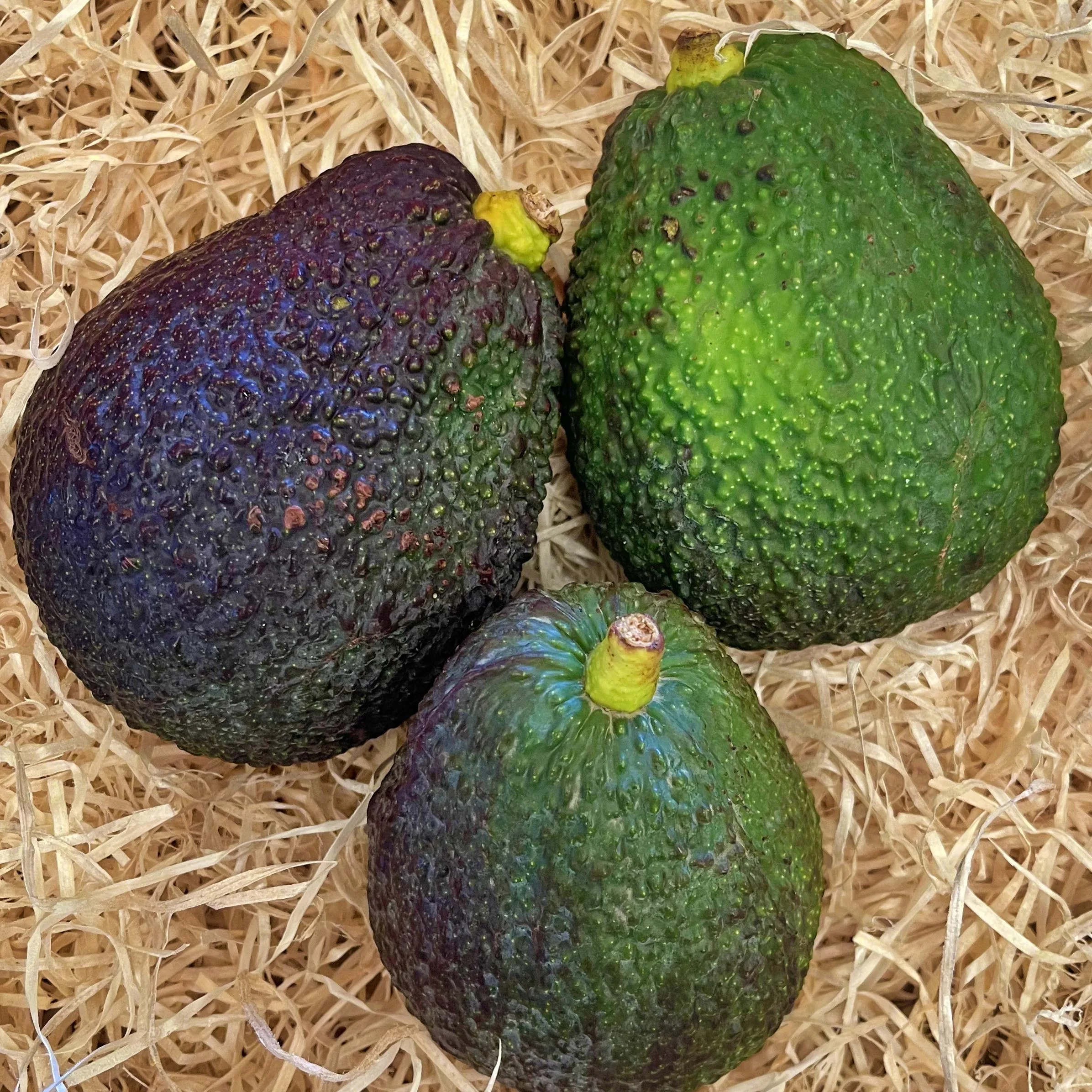 Aguacate Lamb Hass - 1 Kg / 2,5 Kg / 4 Kg - Imagen 2