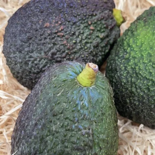 Aguacate Lamb Hass - 1 Kg / 2,5 Kg / 4 Kg