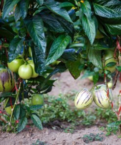 comprar-pera-melon-online