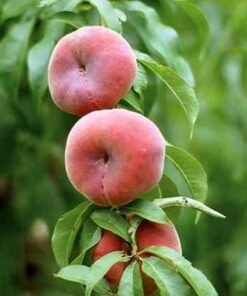 comprar-paraguayo-online