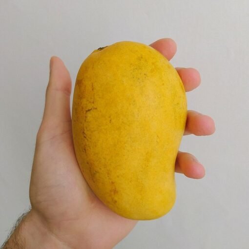 comprar-mango-ataulfo