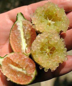 comprar-caviar_citrico