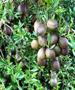 comprar-caviar_citrico