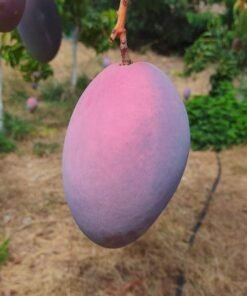 mango_osteen-comprar