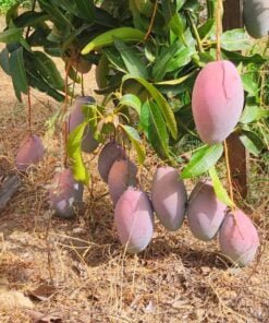 mango_osteen-comprar