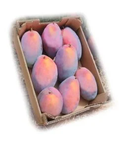 caja_osteen_comprar