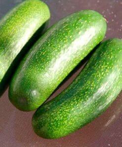 COMPRAR_AGUACATE_COCKTAIL