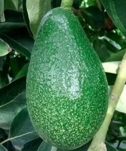 comprar-aguacate-fuerte