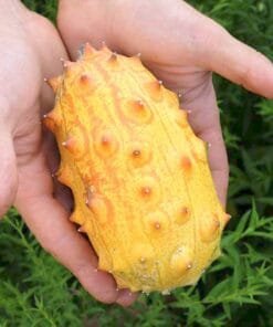 comprar-kiwano