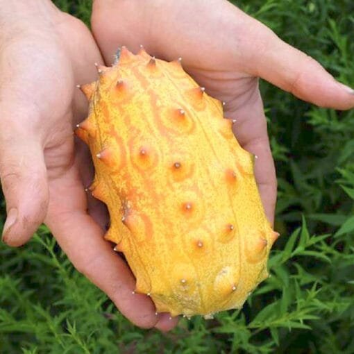 comprar-kiwano