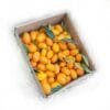 comprar-kumquat