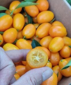 comprar-kumquat