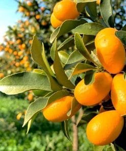 comprar-kumquat