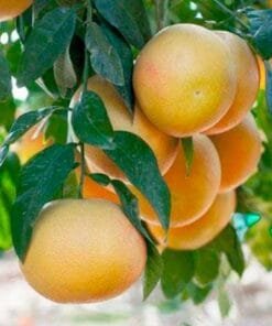 comprar_pomelos