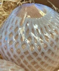 Coco Pagode FRESCO - 1 Ud. / 6 Uds. / 18 Uds.