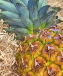 Piña - 1 Ud. / 6 Uds. / 18 Uds.