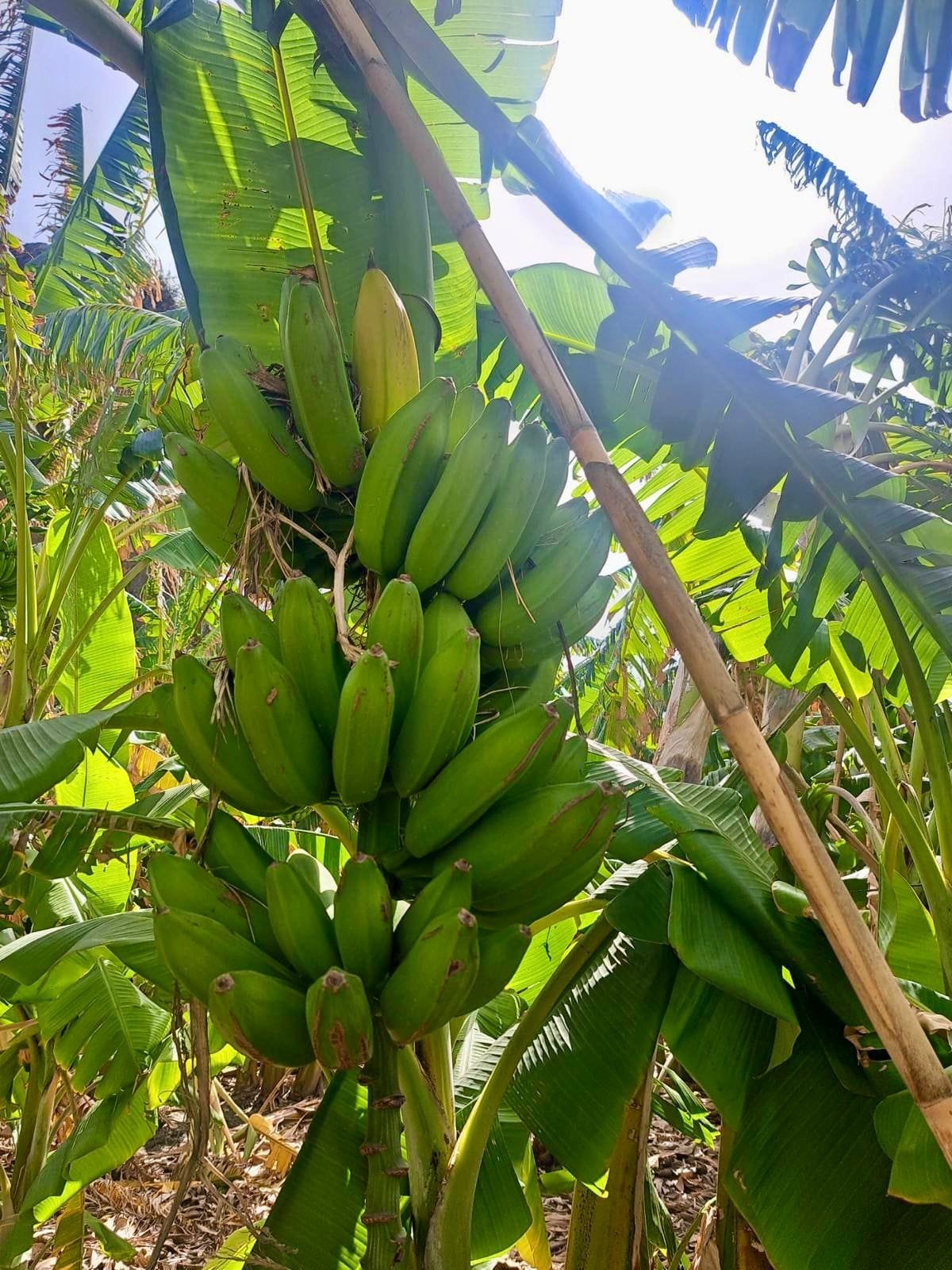 Plátano Cavendish - 1 Kg / 2,5 Kg / 4 Kg - Imagen 2