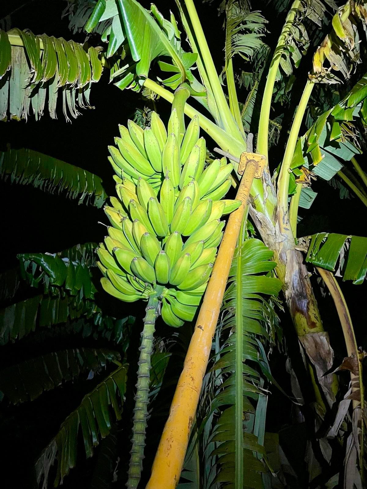 Plátano Cavendish - 1 Kg / 2,5 Kg / 4 Kg - Imagen 3