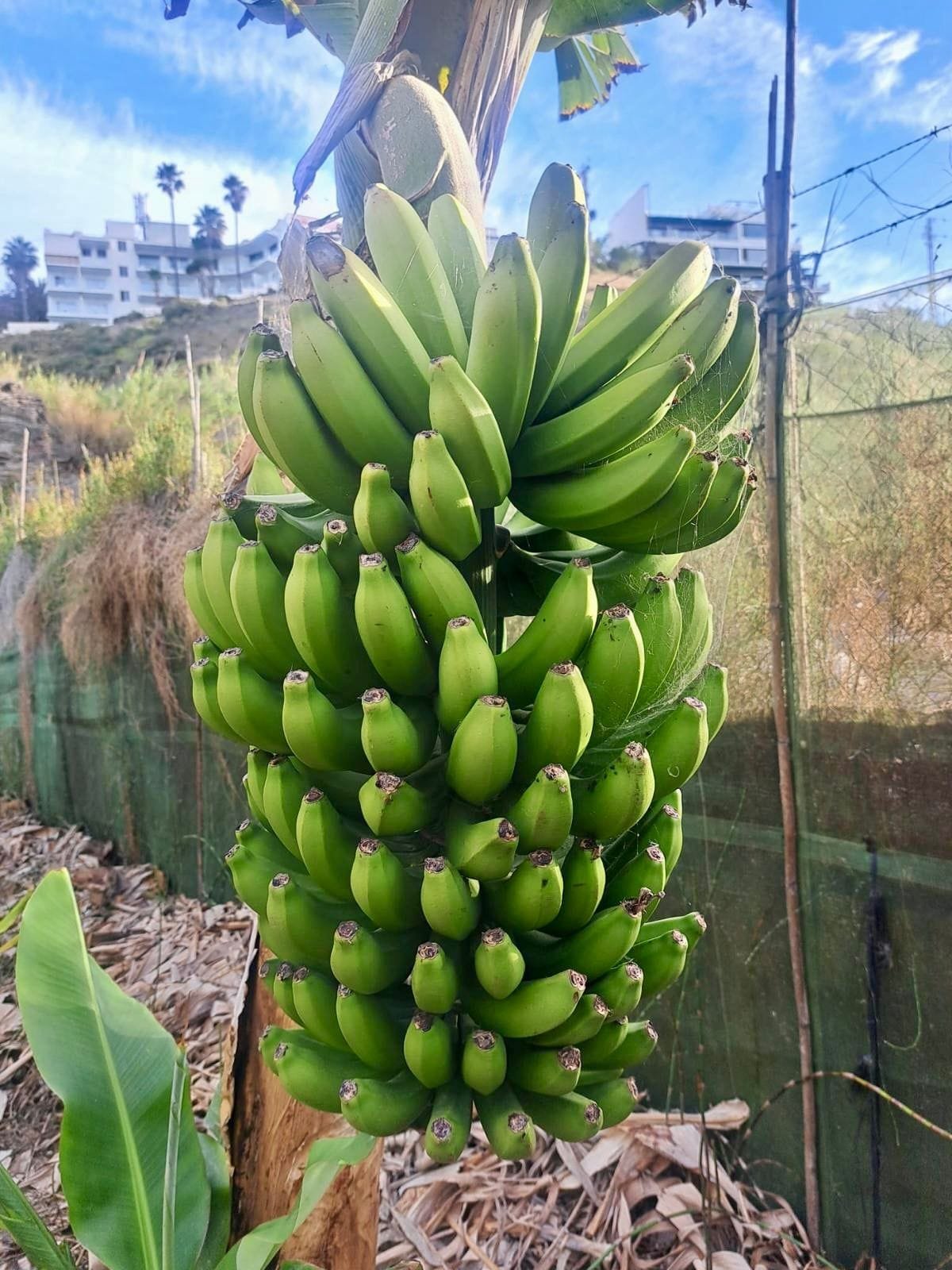 Plátano Cavendish - 1 Kg / 2,5 Kg / 4 Kg - Imagen 4