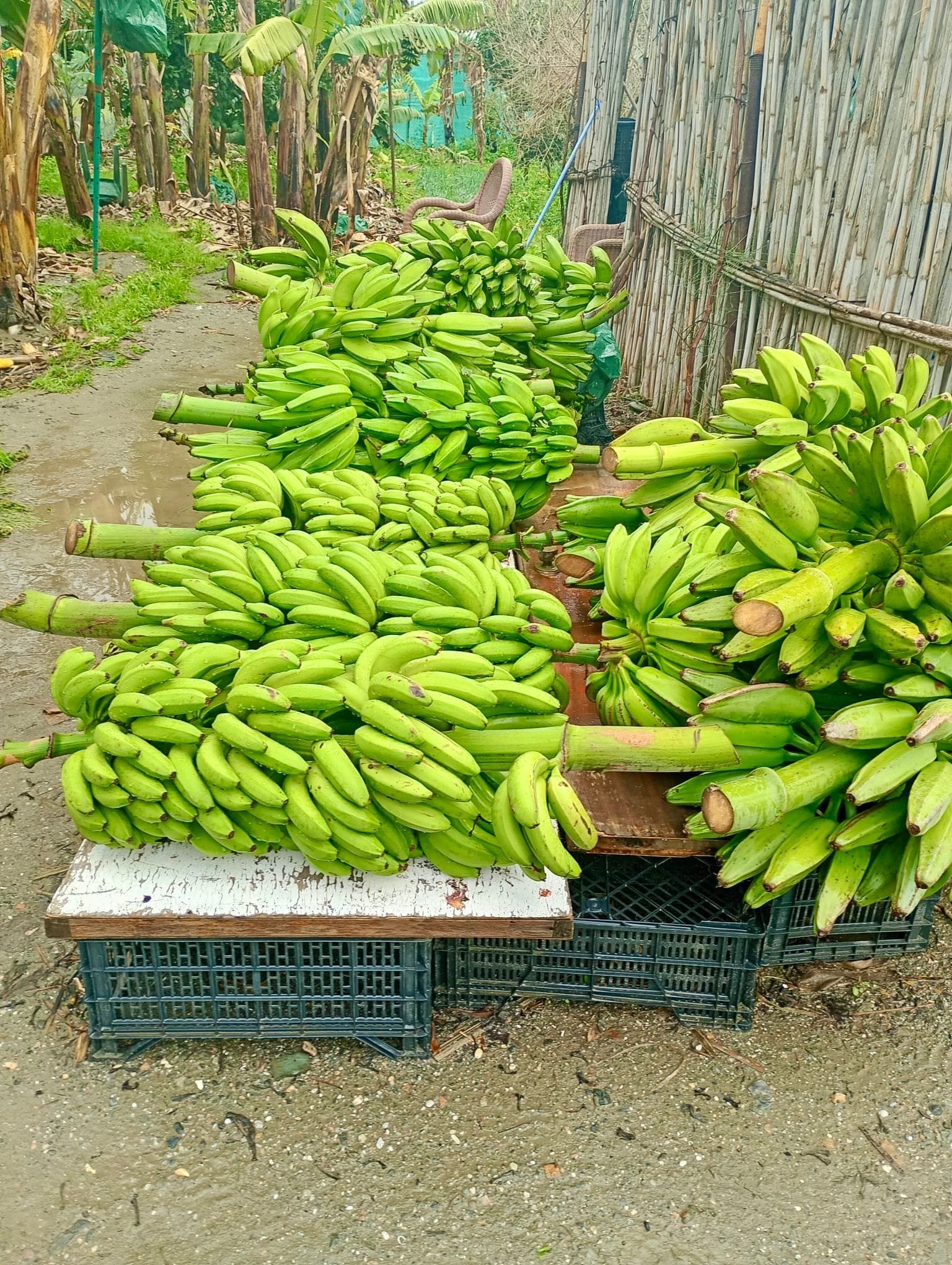 Plátano Cavendish - 1 Kg / 2,5 Kg / 4 Kg - Imagen 5