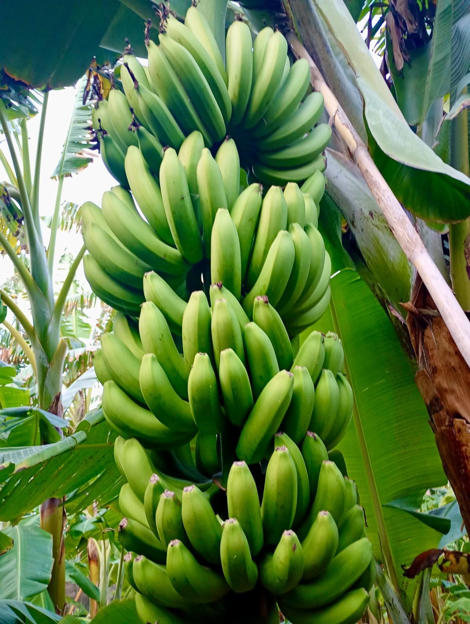 Plátano Cavendish - 1 Kg / 2,5 Kg / 4 Kg - Imagen 6
