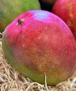 Mango Kent (Avión) - 1 Kg / 2,5 Kg / 4 Kg