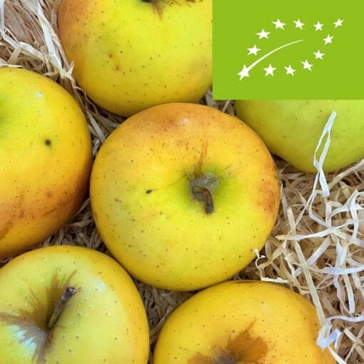 Manzana Golden BIO - 1 Kg / 2,5 Kg / 4 Kg