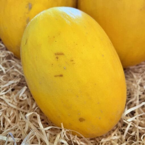 Melón Amarillo Canario - 1 Ud. / 6 Uds. / 18 Uds.