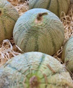 Melón Cantaloupe - 1 Ud. / 6 Uds. / 18 Uds.