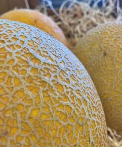 Melón Galia - 1 Ud. / 6 Uds. / 18 Uds.