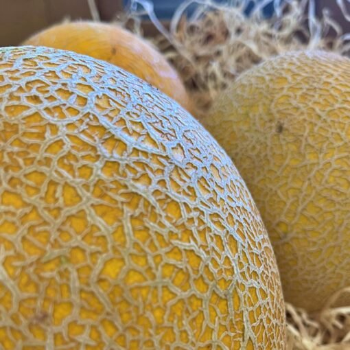 Melón Galia - 1 Ud. / 6 Uds. / 18 Uds.