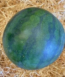 Sandía - 1 Ud. / 6 Uds. / 18 Uds.