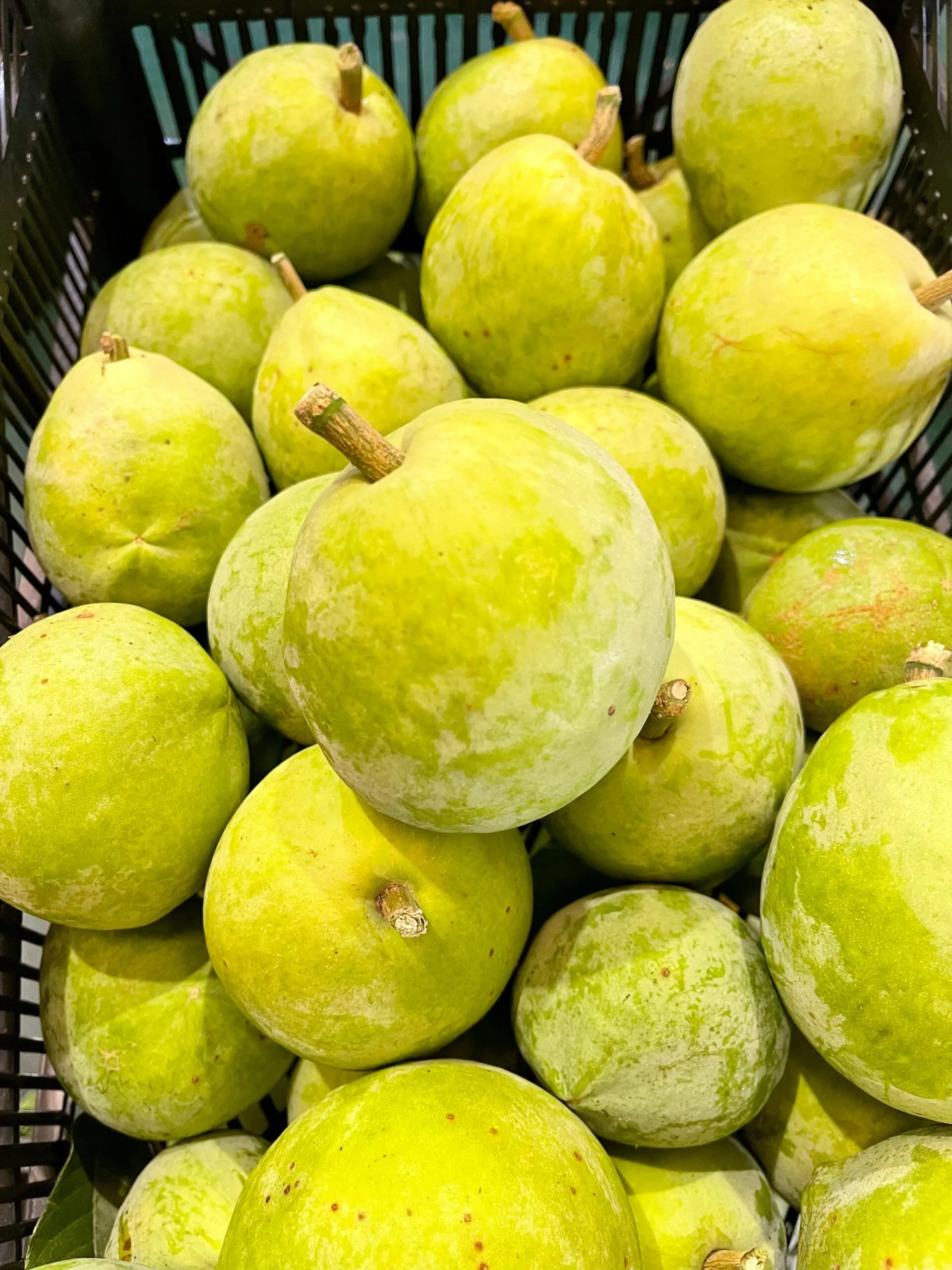 Zapote Blanco - 1 Kg / 2,5 Kg / 4 Kg - Imagen 4