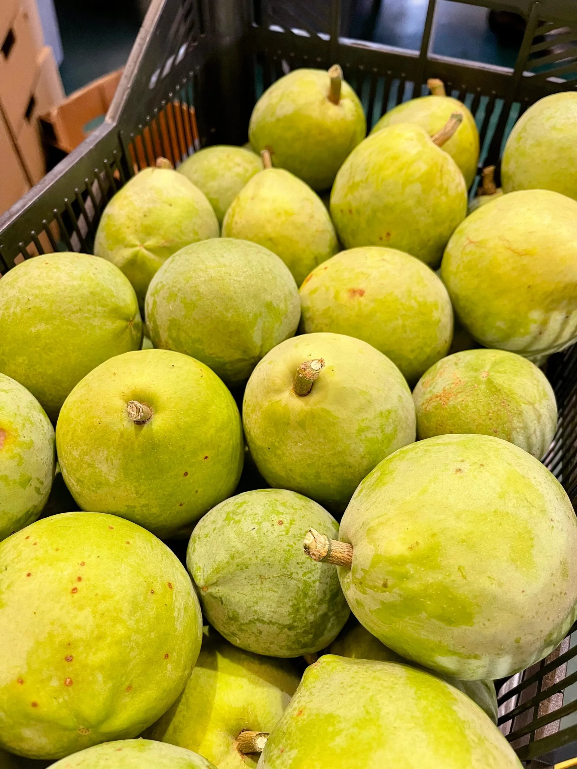 Zapote Blanco - 1 Kg / 2,5 Kg / 4 Kg - Imagen 5