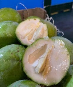 Zapote Blanco - 1 Kg / 2,5 Kg / 4 Kg