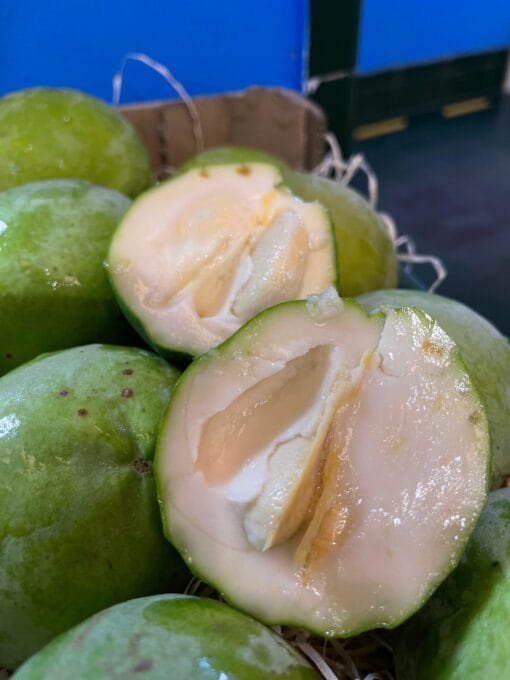 Zapote Blanco - 1 Kg / 2,5 Kg / 4 Kg