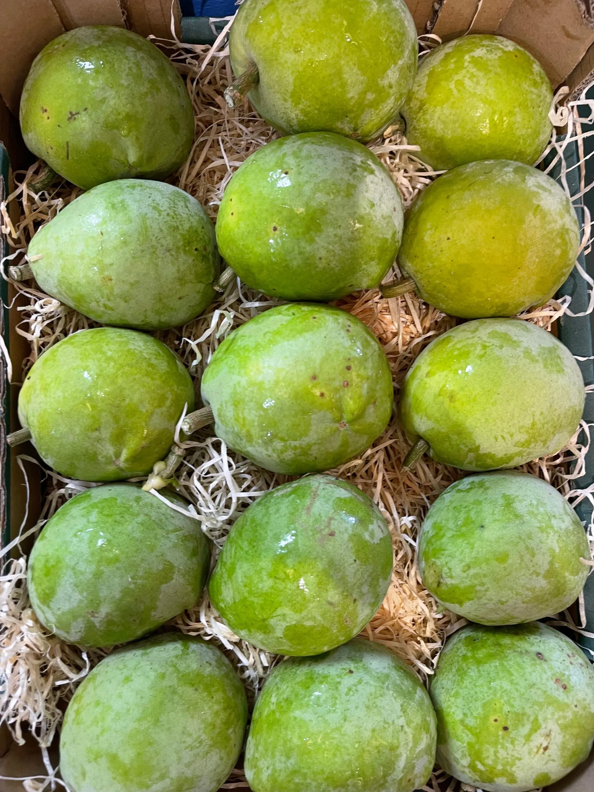 Zapote Blanco - 1 Kg / 2,5 Kg / 4 Kg - Imagen 3