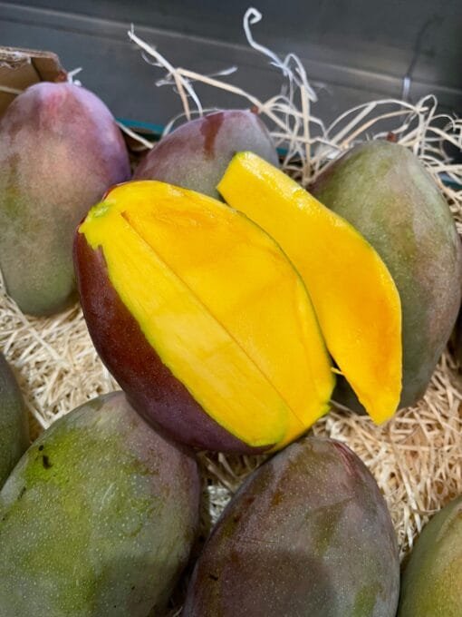 Mango Osteen - 1 Kg / 2,5 Kg / 4 Kg