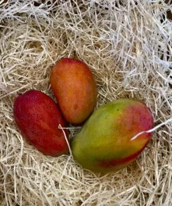 Caja Mango Tommy Atkins - 1 Kg / 2,5 Kg / 4 Kg