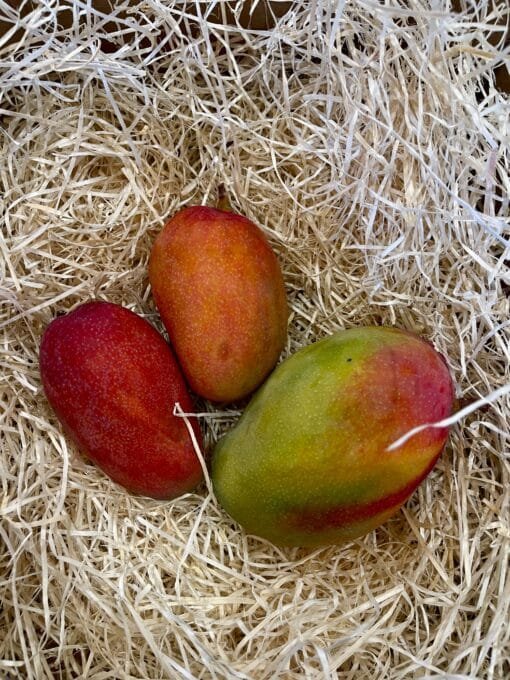 Caja Mango Tommy Atkins - 1 Kg / 2,5 Kg / 4 Kg