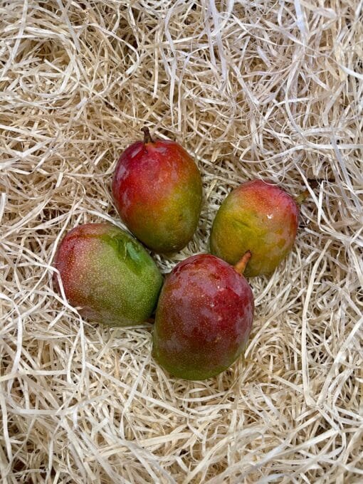 Caja Mango Tommy Atkins BABY - 1 Kg / 2,5 Kg / 4 Kg