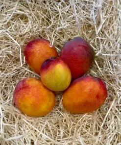 Caja Mango Irwin BABY - 1 Kg / 2,5 Kg / 4 Kg