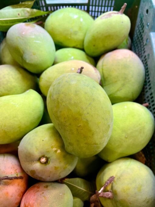 Caja Mango Kensington - 1 Kg / 2,5 Kg / 4 Kg