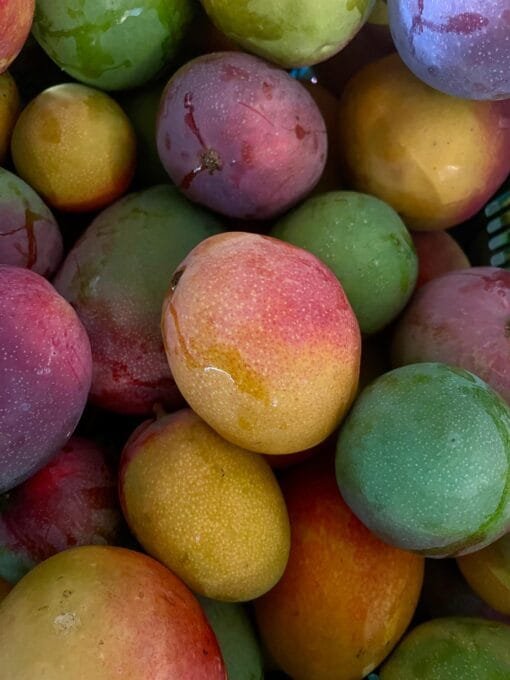 Caja Mango Haden - 1 Kg / 2,5 Kg / 4 Kg